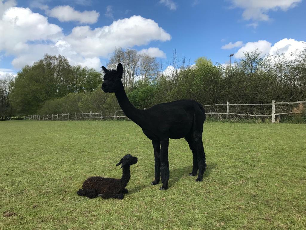 photograph of Lucia and Full Metal Jacket's baby