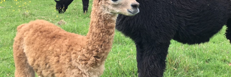 image of baby alpaca